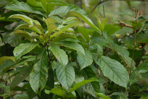 Helicia formosana iNat (2)