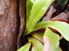 Notogrammitis rigida