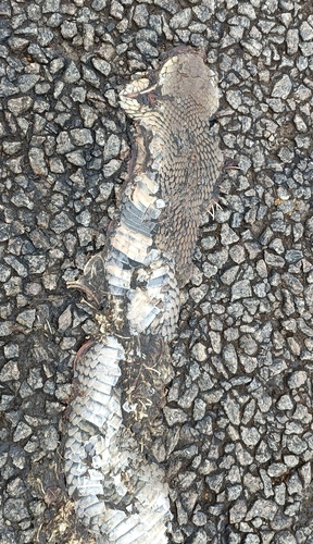 Mozambique Spitting Cobra