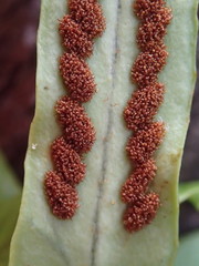 Notogrammitis rigida