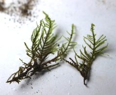Bryophyta