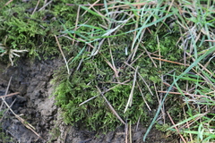 Bryophyta