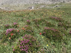 Phyllodoce empetriformis