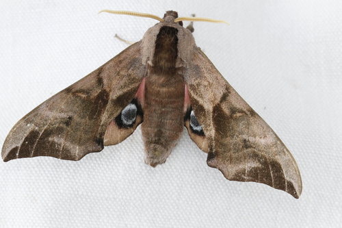 Smerinthus ocellatus ocellatus