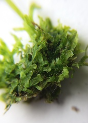 Metzgeria furcata