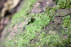 Metzgeria furcata