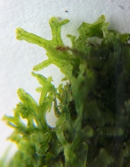 Metzgeria furcata
