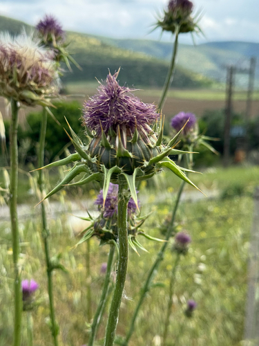 milk thistle