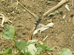 Psammophis angolensis