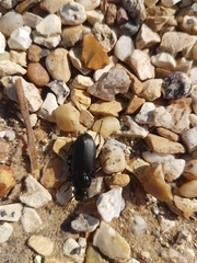 Pterostichus melanarius