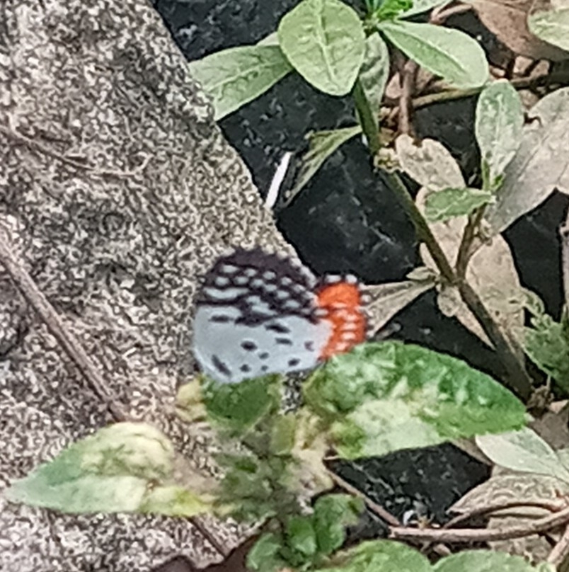 Red Pierrot