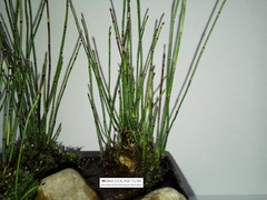 Equisetum scirpoides