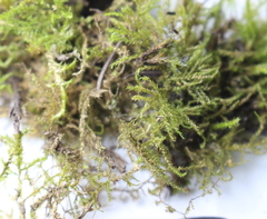 Bryophyta