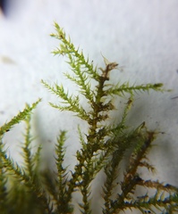 Bryophyta