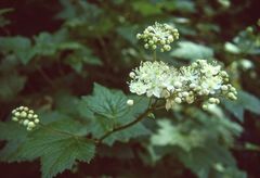 Filipendula occidentalis