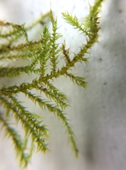 Bryophyta