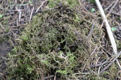 Bryophyta