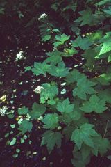Filipendula occidentalis