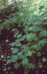 Filipendula occidentalis