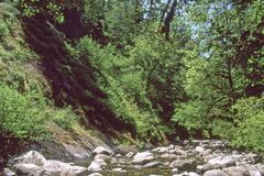 Filipendula occidentalis