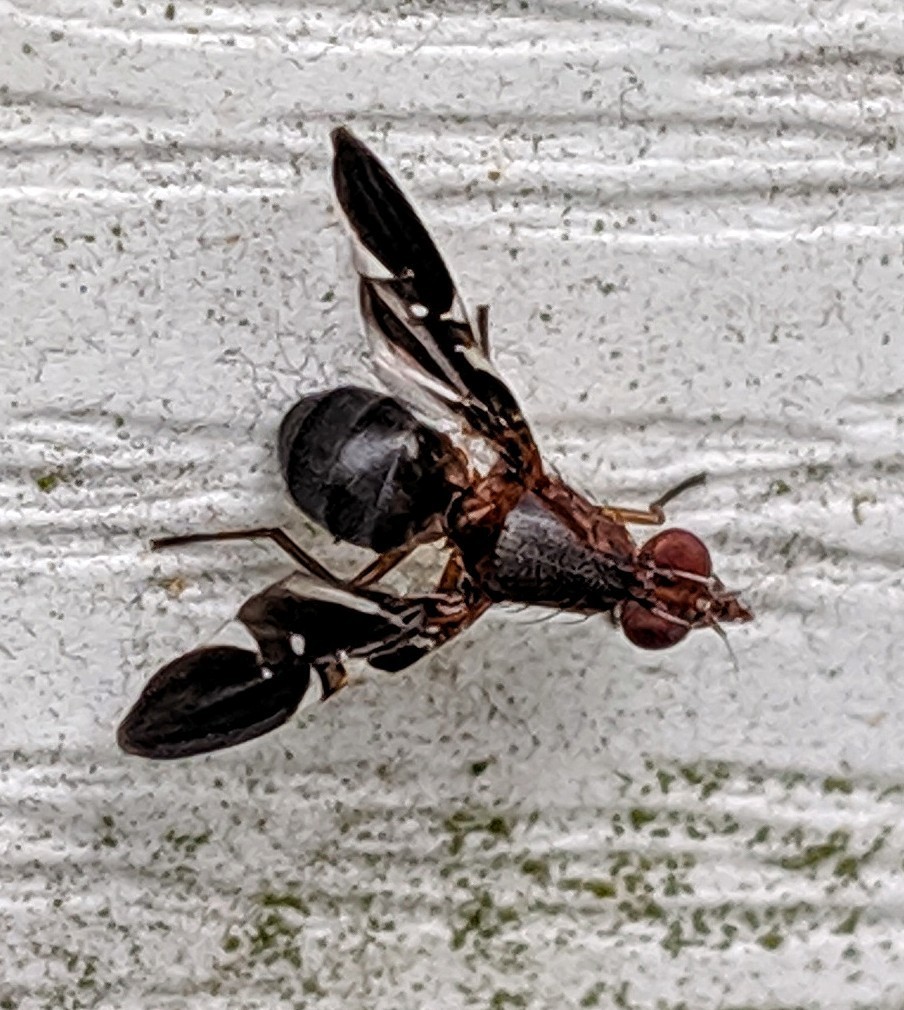 Otitinae
