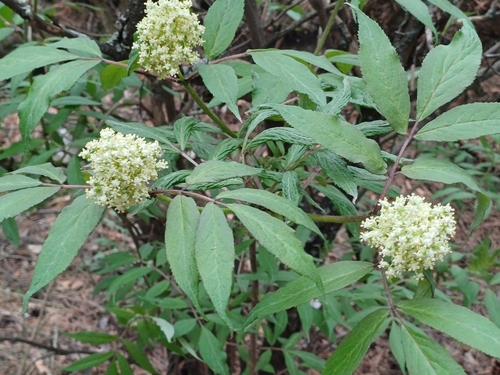 Image of Sambucus sibirica by (c) open_a_ir, some rights reserved (CC BY)
