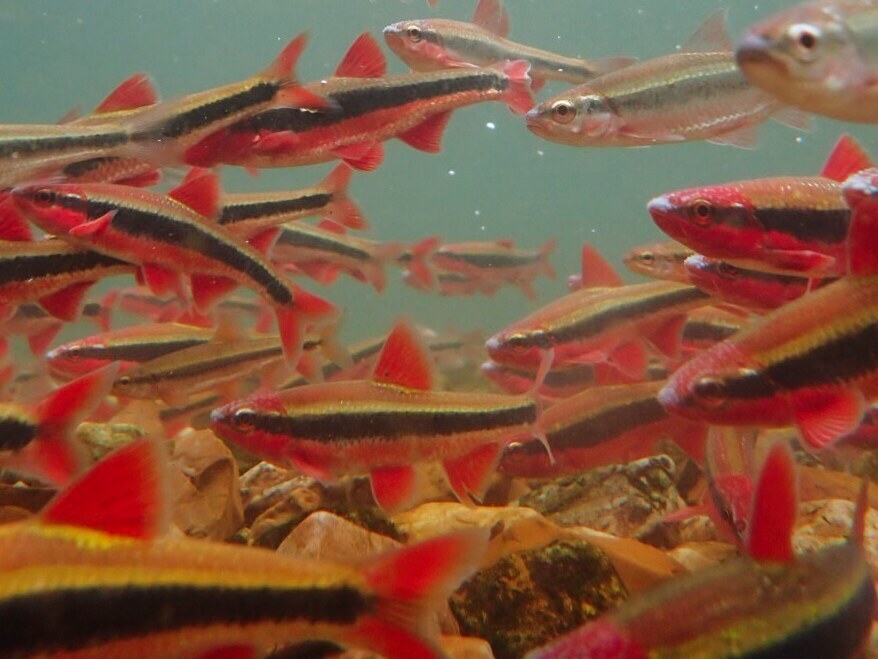 Cardinal Shiner