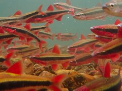 Cardinal Shiner photo 1