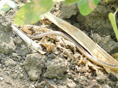 Psammophis angolensis