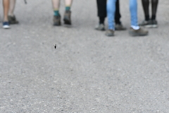 Alypiodes bimaculata