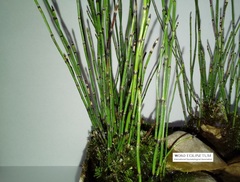Equisetum scirpoides