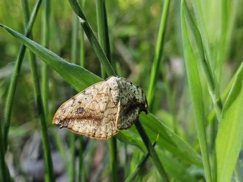 Pebble Hook-tip, 7261 KS Ruurlo, Nederland, photo 7 of 10