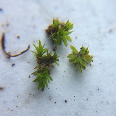 Tortula muralis
