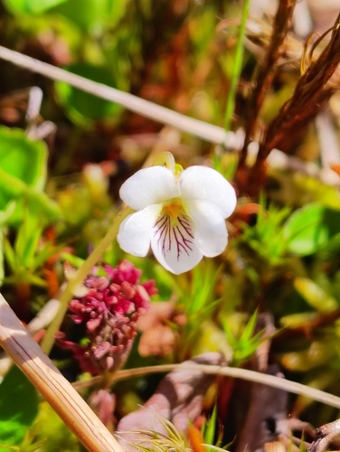 Image of Viola minuscula by no rights reserved