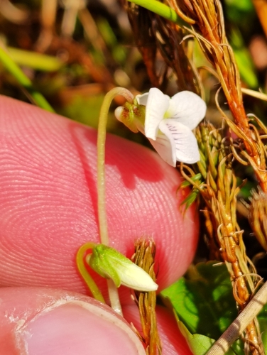 Image of Viola minuscula by no rights reserved