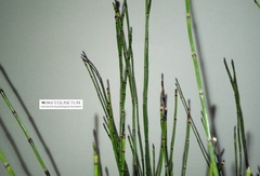 Equisetum scirpoides