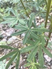 Lupinus angustiflorus