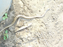 Psammophis angolensis