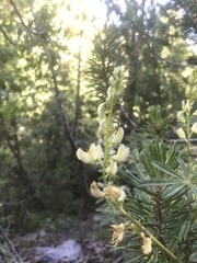 Lupinus angustiflorus