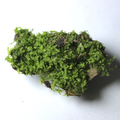Metzgeria furcata