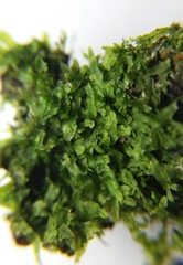 Metzgeria furcata