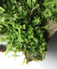 Metzgeria furcata