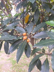 Pittosporum undulatum