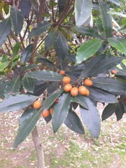Pittosporum undulatum