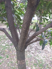 Pittosporum undulatum