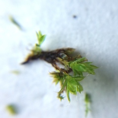 Ptychostomum capillare