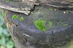 Ptychostomum capillare