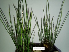 Equisetum scirpoides
