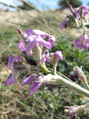 Image of Matthiola sinuata by (c) Manuel R Popp, some rights reserved (CC BY)