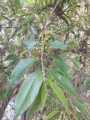 Prunus